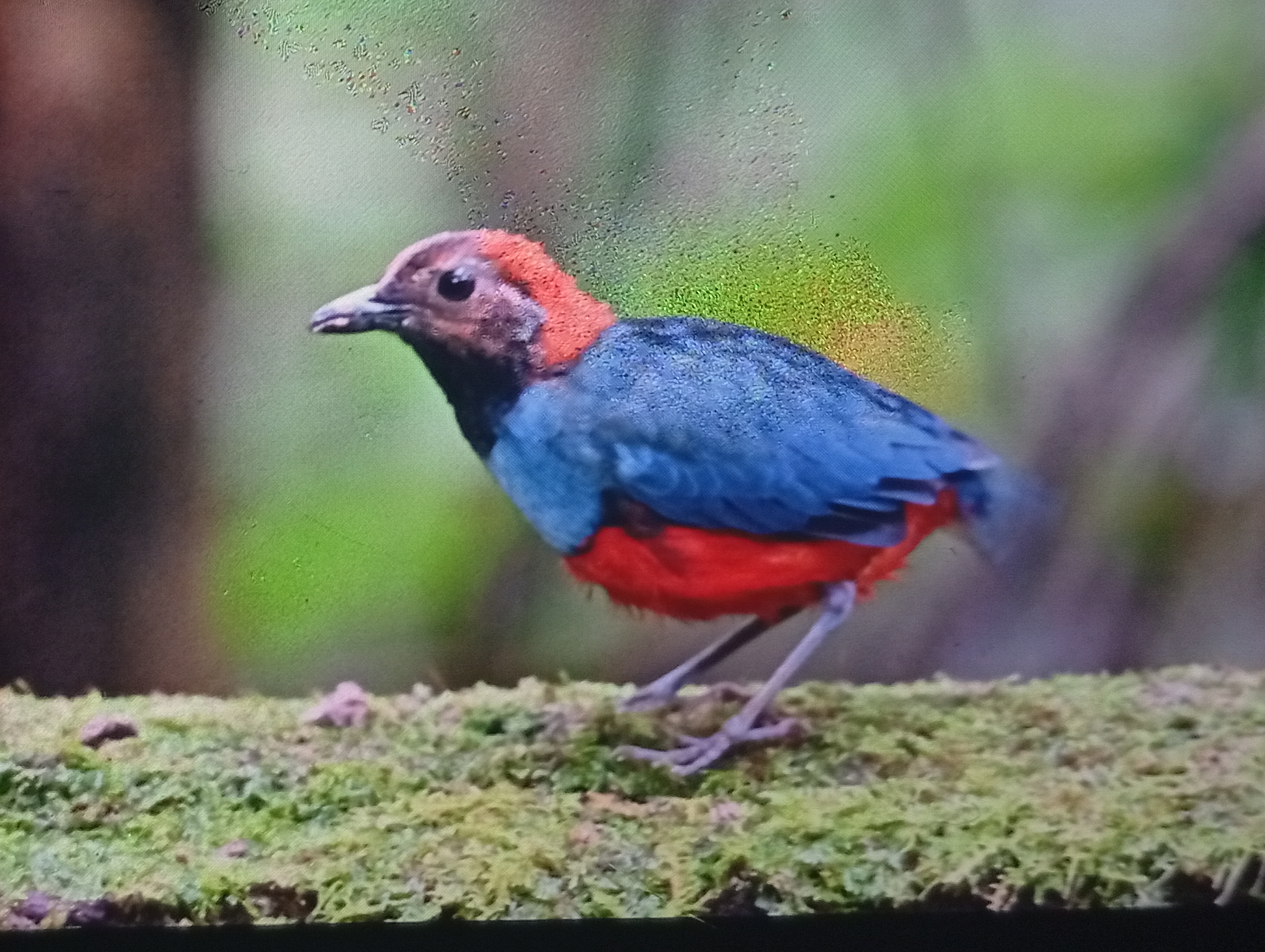Pitta Dada Biru