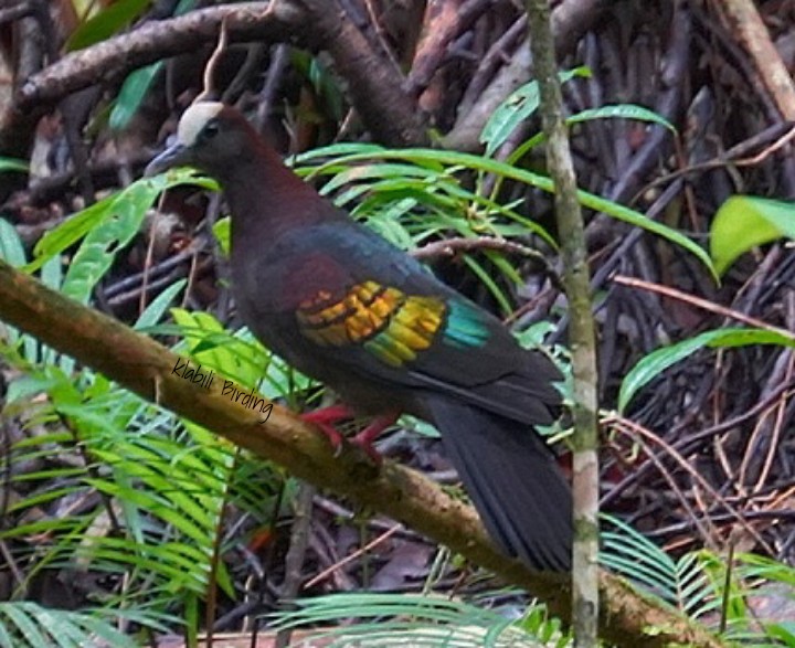 Merpati Zamrud